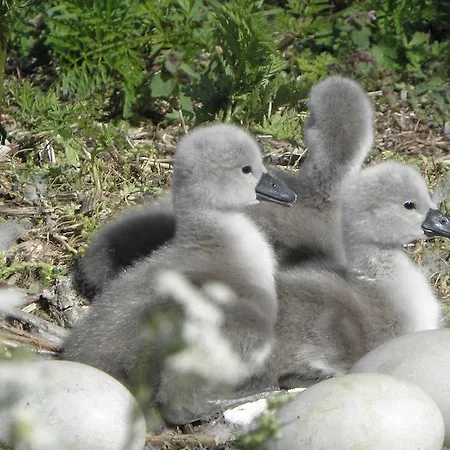 بيت للعطل Vaestriku