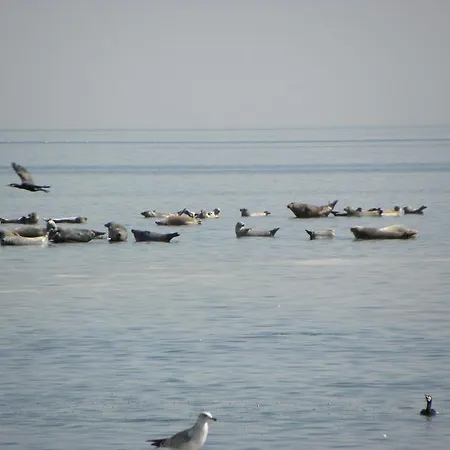 Vaestriku بيت للعطل *