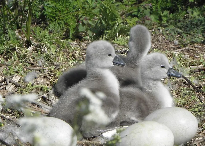 Holiday home Vastriku Holiday